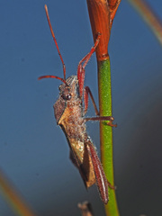 Mirperus jaculus