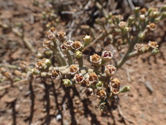 Mesembryanthemum junceum