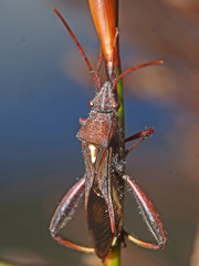 Mirperus jaculus