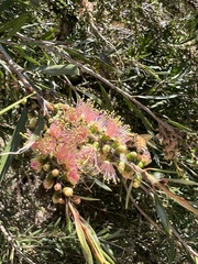 Melaleuca paludicola