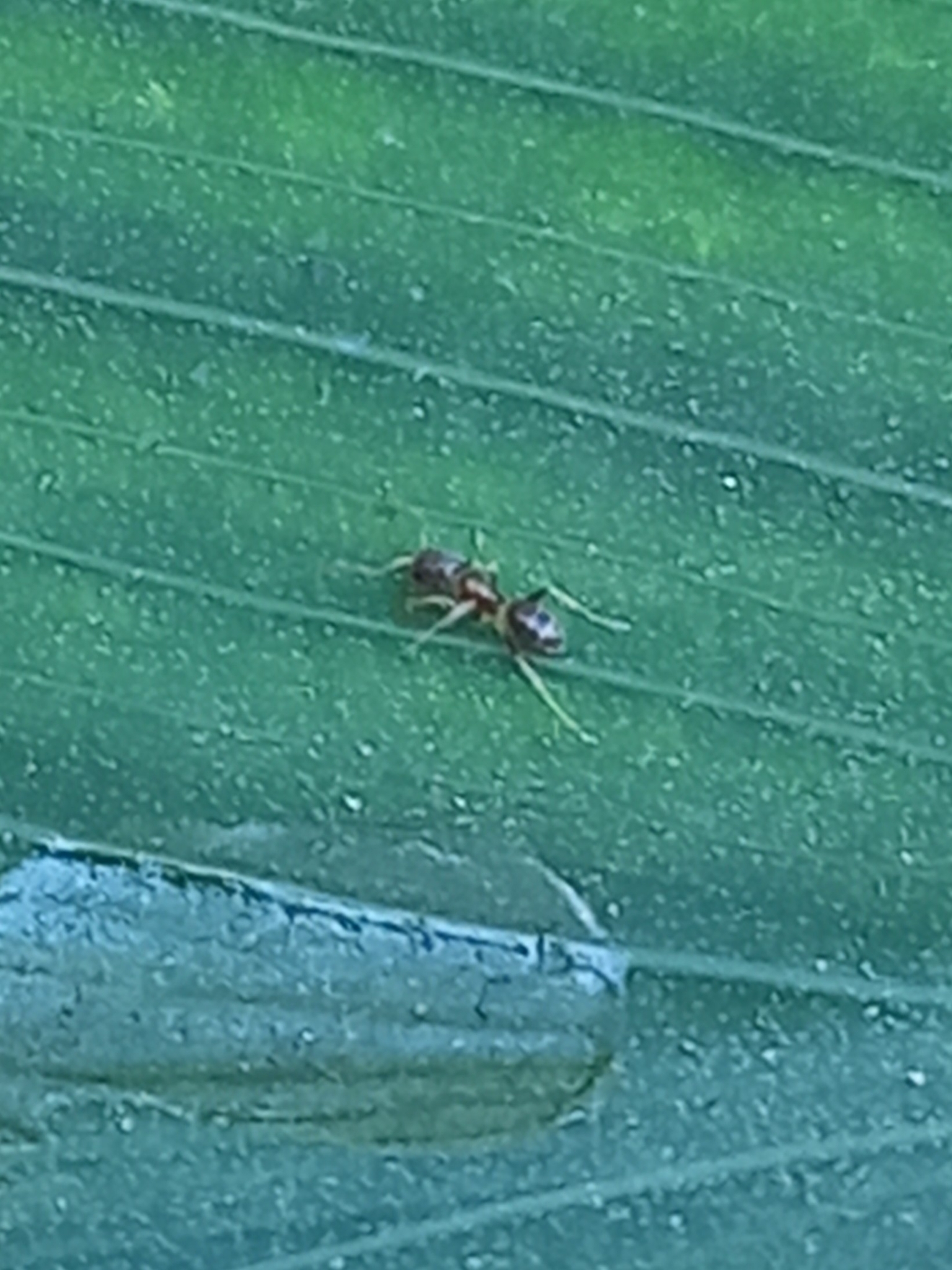 Tapinoma indicum