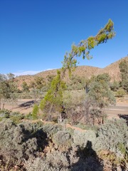 Codonocarpus pyramidalis