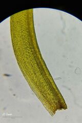 Amphidium mougeotii