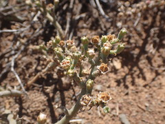 Mesembryanthemum junceum