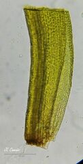 Amphidium mougeotii