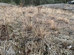 Tripogonella loliiformis