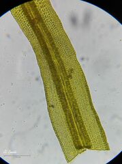 Amphidium mougeotii