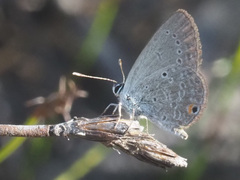 Eicochrysops messapus