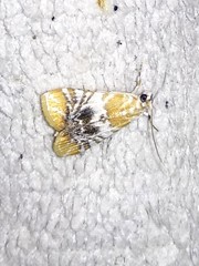 Macaretaera hesperis