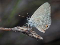 Eicochrysops messapus