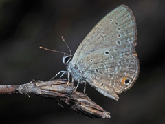 Eicochrysops messapus