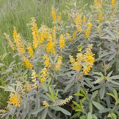 Eriosema psoraleoides