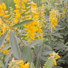 Eriosema psoraleoides