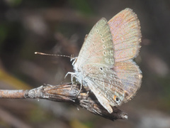 Eicochrysops messapus