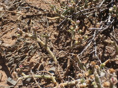 Mesembryanthemum junceum