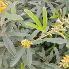 Eriosema psoraleoides