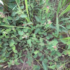 Acalypha villicaulis