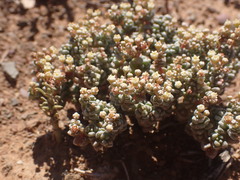 Crassula corallina