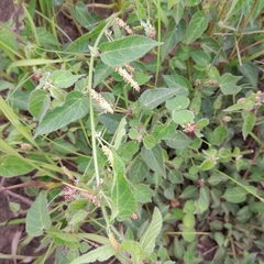 Acalypha villicaulis