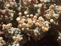 Crassula corallina