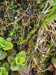 Sagina procumbens