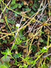Sagina procumbens