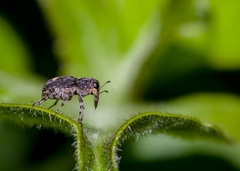 Anthribidae