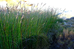 Askidiosperma insigne