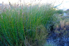 Askidiosperma insigne