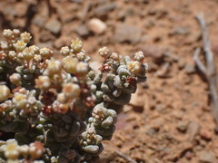 Crassula corallina