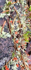 Cladonia floerkeana