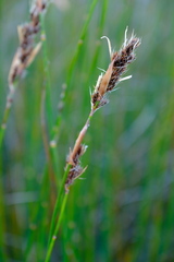 Askidiosperma insigne