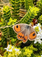 Argyrophenga antipodum