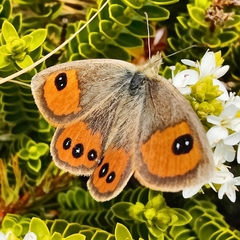 Argyrophenga antipodum