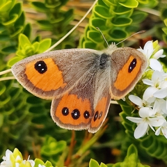 Argyrophenga antipodum