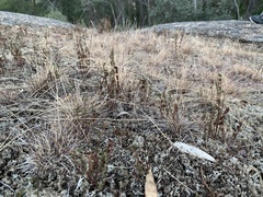 Tripogonella loliiformis