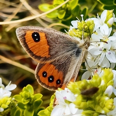 Argyrophenga antipodum