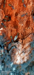 Camponotus chalceus