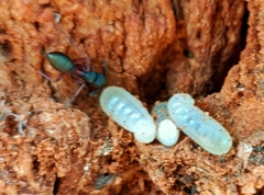 Camponotus chalceus