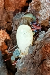 Camponotus chalceus