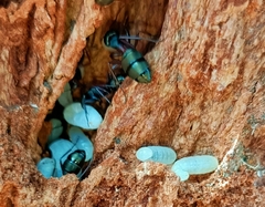 Camponotus chalceus