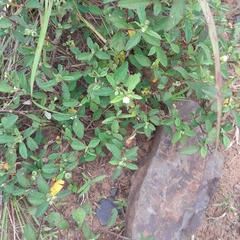 Sida alba