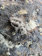 Tenguella marginalba