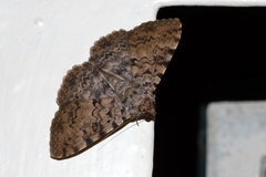 Polydesma umbricola