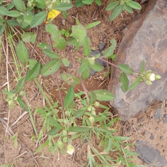 Sida alba