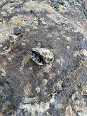 Tenguella marginalba