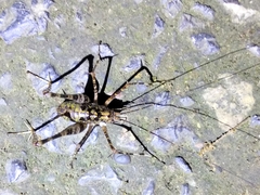 Rhaphidophoroidea