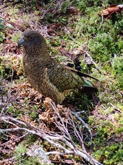Nestor notabilis