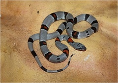 Lampropeltis alterna