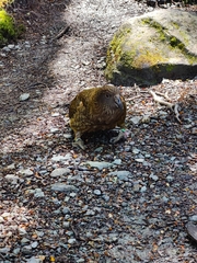 Nestor notabilis